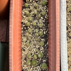 サボテン🌵くんちゃんの画像