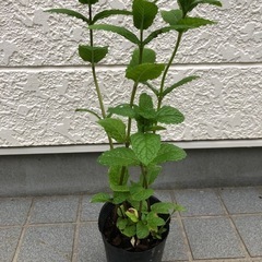 ハーブ🌿スペアミント