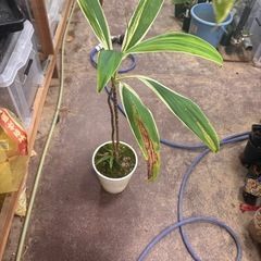 観葉植物　コルディリネ
