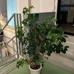 シェフレラレナータ　観葉植物