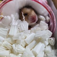 赤ちゃんハムスター