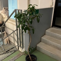 フランスゴム　観葉植物