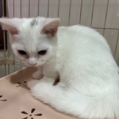 ご家族募集中🌷詳細を確認ください。 - 北諸県郡