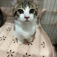 ご家族募集中🌷詳細を確認ください。 − 宮崎県