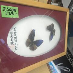 ★新入荷 蝶標本 ツマムラサキマダラ