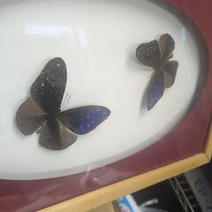 ★新入荷 蝶標本 ツマムラサキマダラの画像