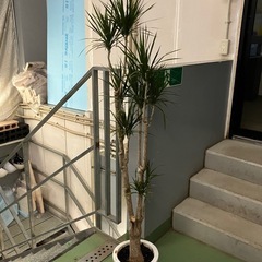 コンシンネ　観葉植物