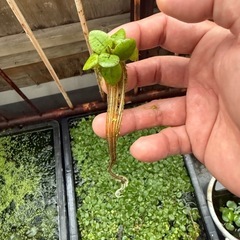 水草 アマゾンフロッグピット　1株の画像