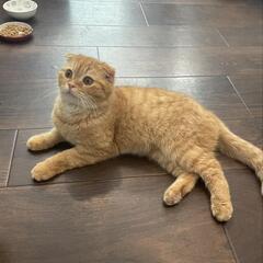 ブリーダーの飼育放棄のため保護