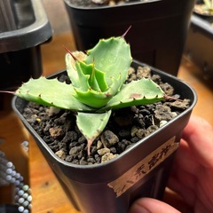 Agave 八荒雷神 子株