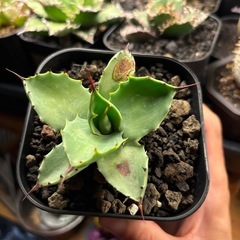 Agave 八荒雷神 子株の画像