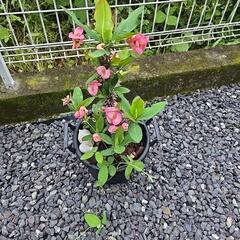 多肉植物　ハナキリン