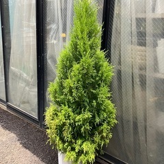 クレスト　観葉植物