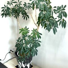 観葉植物★シェフレラ／鉢10号／高150cm／シンボルツリー／プランツ