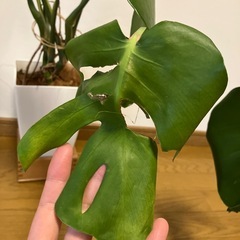 観葉植物　
モンステラの画像
