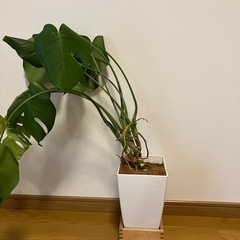観葉植物　
モンステラの画像