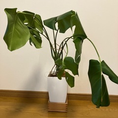 観葉植物　
モンステラ