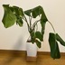ランキングキーワードに紐づく投稿画像-観葉植物