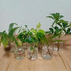 観葉植物7種類セット