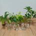ランキングキーワードに紐づく投稿画像-観葉植物