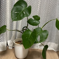 観葉植物モンステラ①
