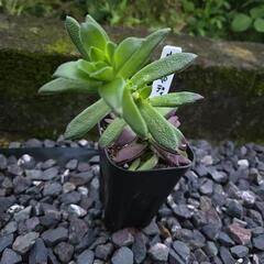 多肉植物　ウェキペディア