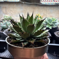 Agave 八荒雷神 子株の画像