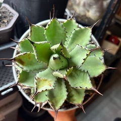 Agave 八荒雷神 子株の画像