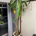 ランキングキーワードに紐づく投稿画像-観葉植物