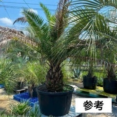 カナリーヤシ　フェニックスの画像