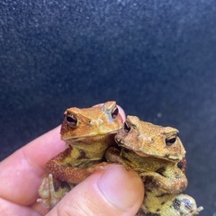 ニホンヒキガエル 2匹セット ヒキガエル

