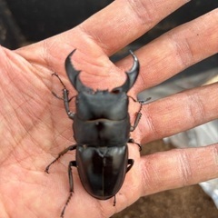 大型アマミヒラタクワガタ①