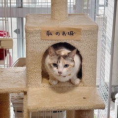 パステル三毛 3歳 女の子