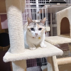 パステル三毛 3歳 女の子 - 猫