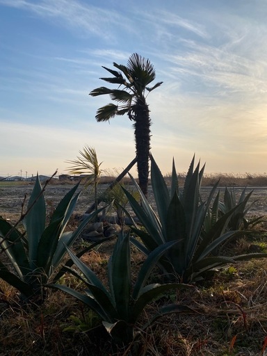 アガベ　アメリカーナ　ドライガーデン　ロックガーデン