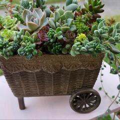 ☆多肉植物　手押し車寄せ植え