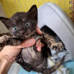サビちゃん、ハチワレ君