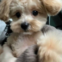ポメプー