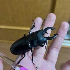 定期的に会える動物や昆虫が好きな方と繋がりたいです - 千代田区