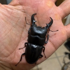 希少！タカラヒラタクワガタ ペア