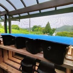めだか容器　メダカ容器　金魚容器　石臼