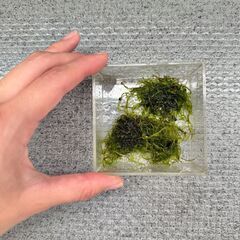 自家繁殖 【ウィーローモス】 お譲りします♪の画像