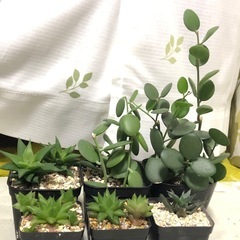 多肉植物　室内育成　ハオルチアと緑の太鼓①
