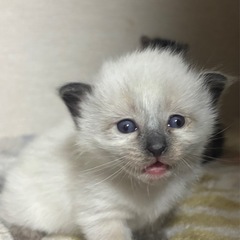 ⭐︎保護猫ちゃん⭐︎里親様は決定済