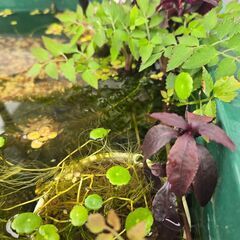 水草浮草９種類をお譲りします