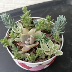 多肉　リメイク缶　寄せ植えの画像
