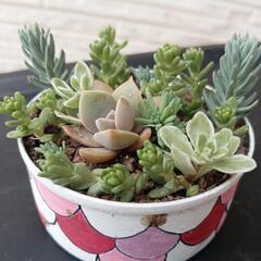 サムネイル