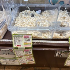 ブルーサファイアハムスター