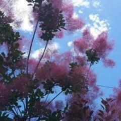 スモークツリー切枝🌳1本〜２ｍ👌