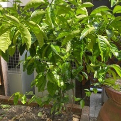 　果樹 八朔